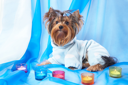Picture of a dressed up yorkie.